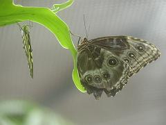 butterflies1 (286)